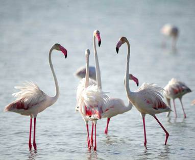Palmyrah_LK_Mannar_Island_1499771133vankalai-bird-sanctuary