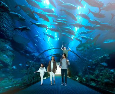 Large-HIGH_RES_Culture_Aquarium