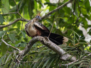 CO_PE_Aria_amazone_cruise_vogel_Amazon_-_Hoatzin_01