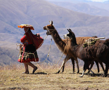 Lokale vrouw uit Peru loopt met een lama in haar handen met bergen op de achtergrond. 