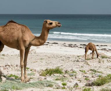 Sadah__Oman_-_Photo_by_Arisa_S_unsplash.com
