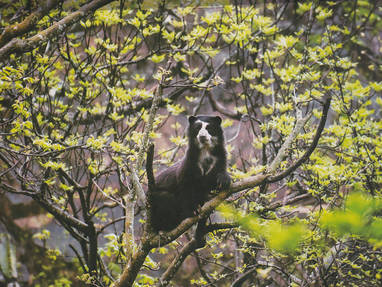 CO_PE_Chaparri_beren_CIX_-_Chaparri2