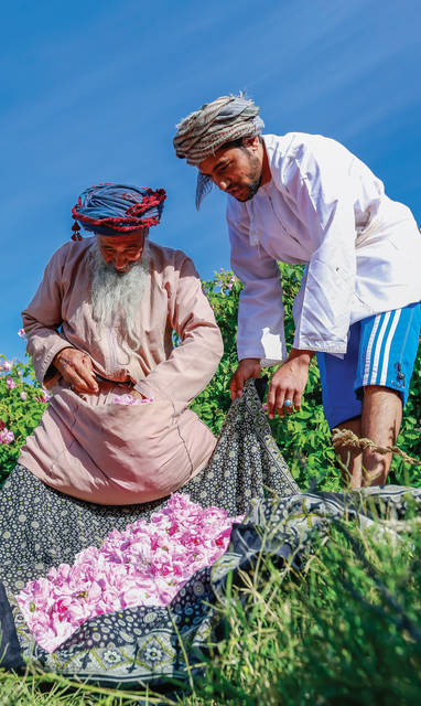 Alila_Jabal_Akhdar__Rose_Packages_Roses_Harvest_Season