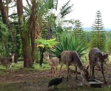 MU_Bois_Chéri_Bubble_Lodge_spotting_deers