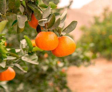 PE_CO_Empedrada_lodge_fruit_valley-3