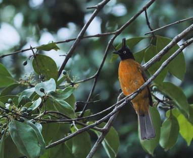 CM_Shinta_Mani_Wild_Bensley_vogels_spotten_adventure-birdwatching-detail-w1400h1000