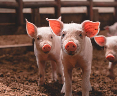 TZ_Gibbs_Farm_biggetjes_Gibbs-Farm-inquisitive-piglet