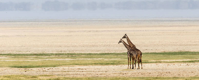 TZ_Gibbs_Farm_giraffe_Gibbs-Farm-giraffe