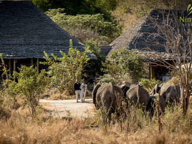 TZ_Nimali_Tarangire_wild_olifanten_NT-5