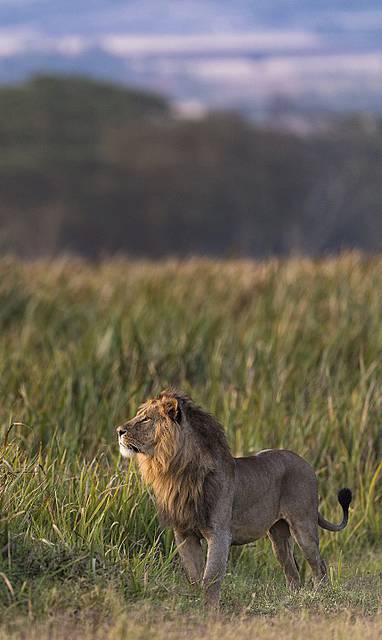 KE_Lewa_House_leeuw_lion-attributedtodavecox_smaller-w1280h720