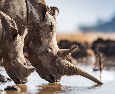 KE_Lewa_House_neushoorn_whiterhino-attbdavecox-w1280h720