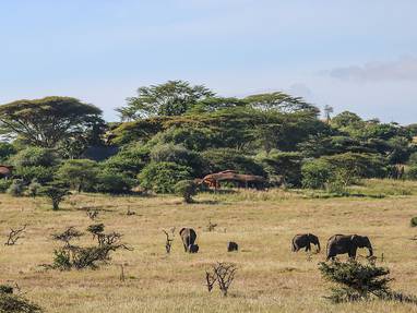 KE_Lewa_House_olifanten_wild_elephantinfrontofwaterhole2-w1280h720