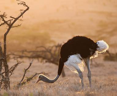 KE_Lewa_House_struisvogel_somaliostrich-w1280h720