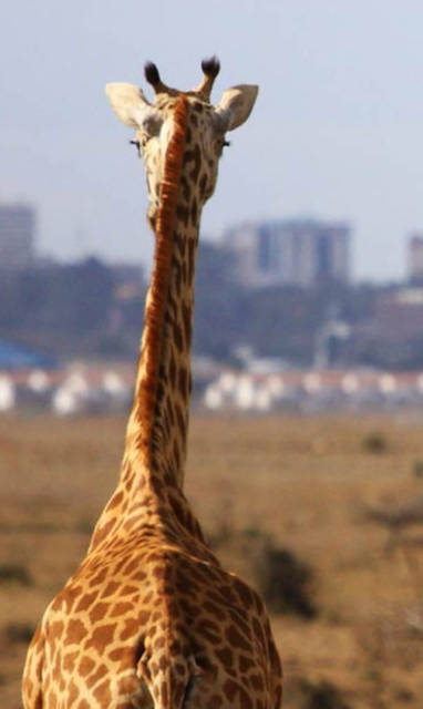 Kenia, Hemingways Nairobi national park