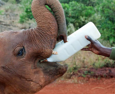 Kenia, Hemingways David Sheldrick opvangcentrum