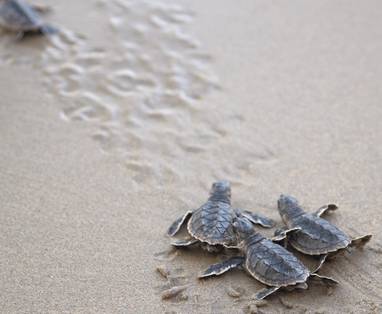 4._Turtles