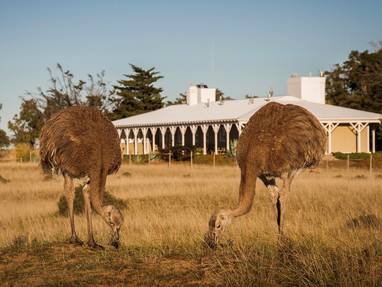 Rondreis met verblijf Estancia Rincón Chico in regio Valdés Argentinië
