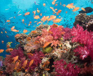 Koraalrif2