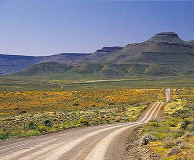 Zuid-Afrika reizen | wilde bloemen bij Calvinia