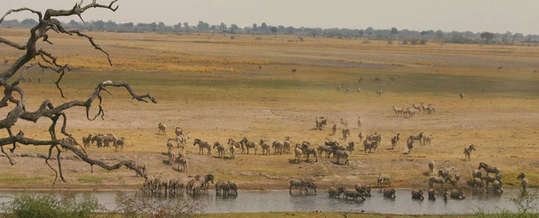 BW_Chobe_Elephant_Camp_wild_2