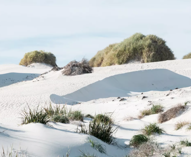 AU_Rottnest_Island_Samphire_Rottnest_Sand