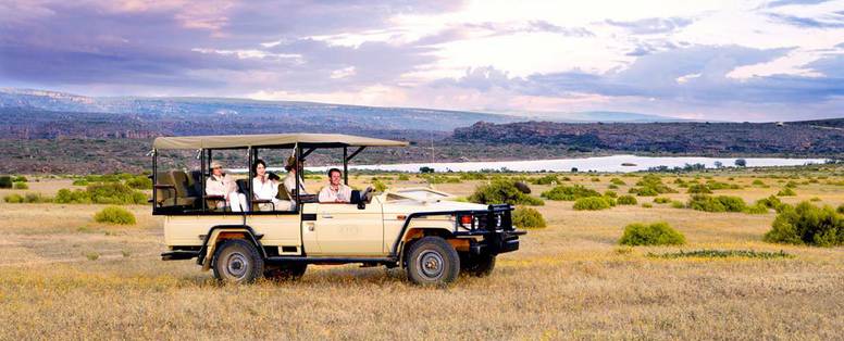 safari