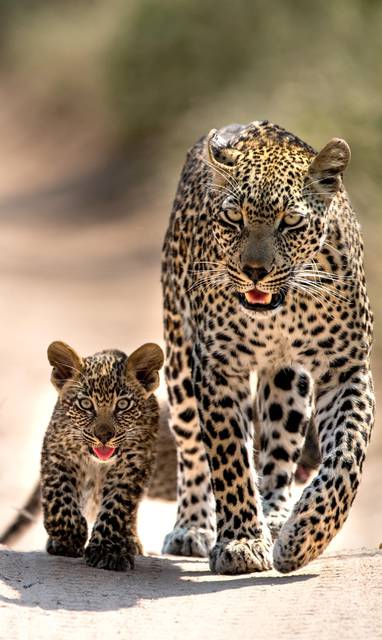 Singita-Ebony-experience-safari-luipaard-min-min