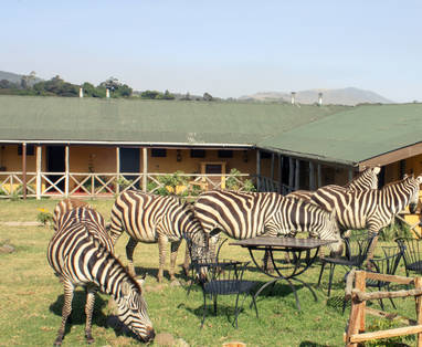 Rhino_Lodge_Edited_HR-36