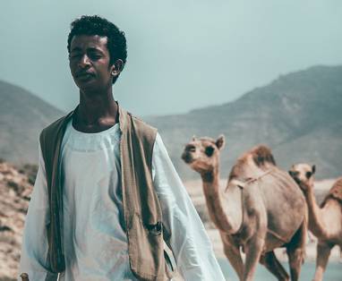 camel-4432346_1920