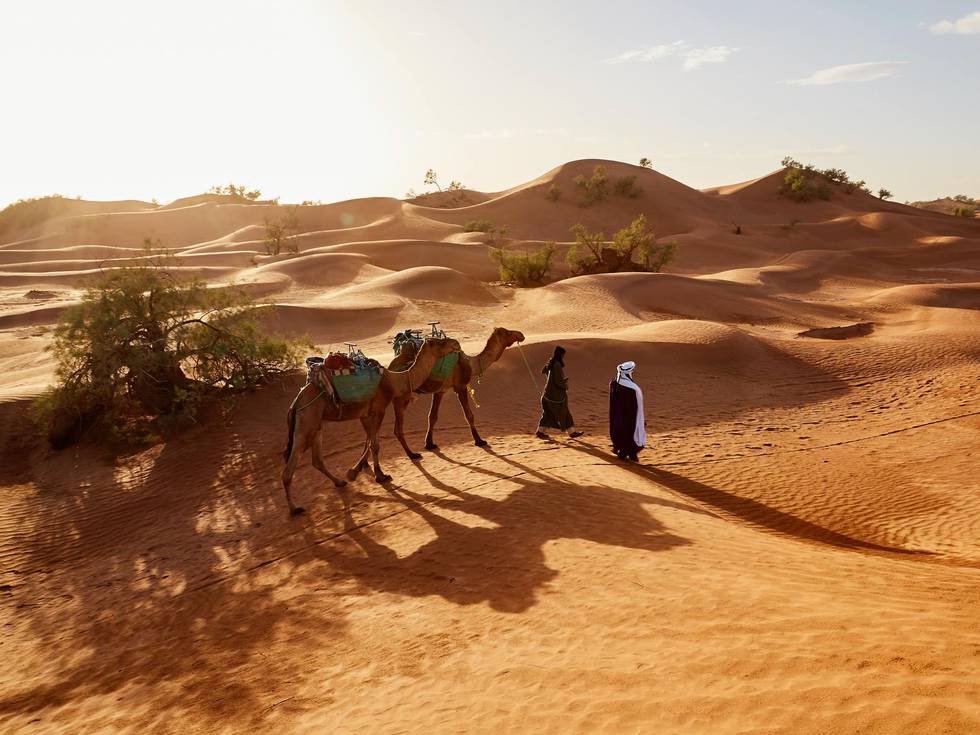 Twee kamelen die door de woestijn lopen in Oman met twee personen ervoor. 