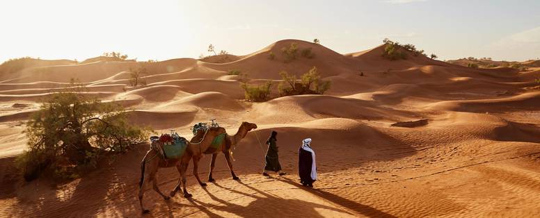 Twee kamelen die door de woestijn lopen in Oman met twee personen ervoor.