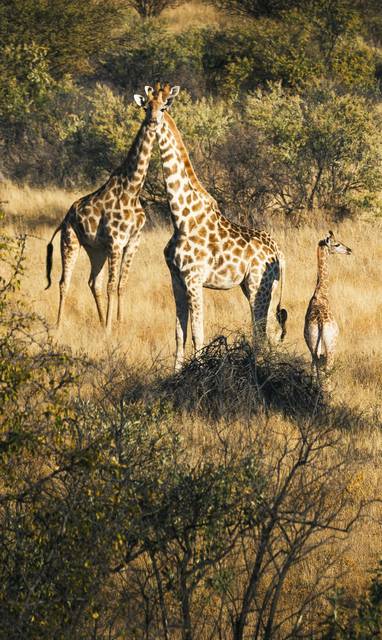 wild bij Omaanda in Namibië