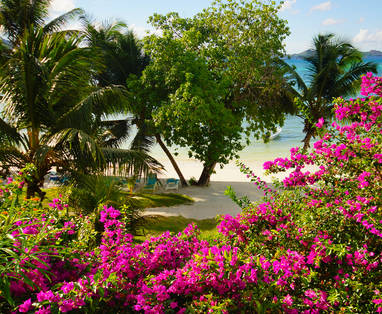 Bougainvillea_beach