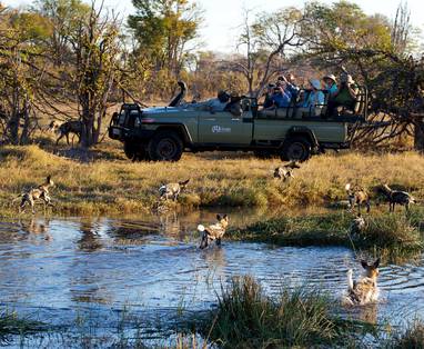 Kwando_Kwara_wild_dogs_close_to_vehicle