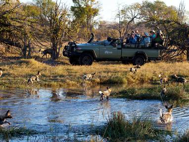 Kwando_Kwara_wild_dogs_close_to_vehicle
