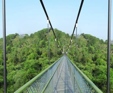treetop-walk