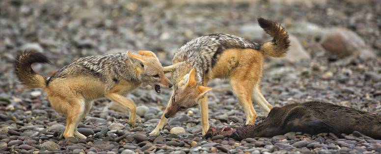 jackals  bij Shipwreck Lodge in Namibië