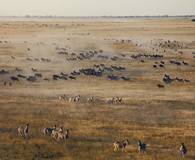 Makgadikgadi_Nxai_-_zebra_migratie