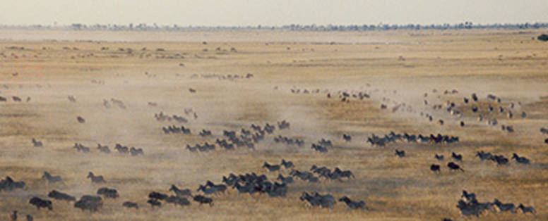 Makgadikgadi_Nxai_-_zebra_migratie