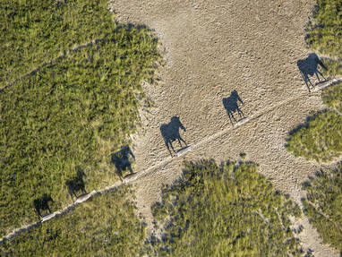 Zoogdieren migratie bij Camp Kalahari in Botswana