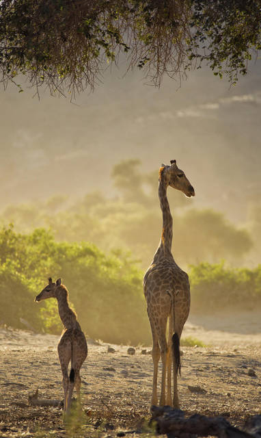 Hoanib Valley Camp wildlife