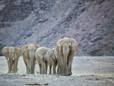 Hoanib Valley Camp wildlife 2