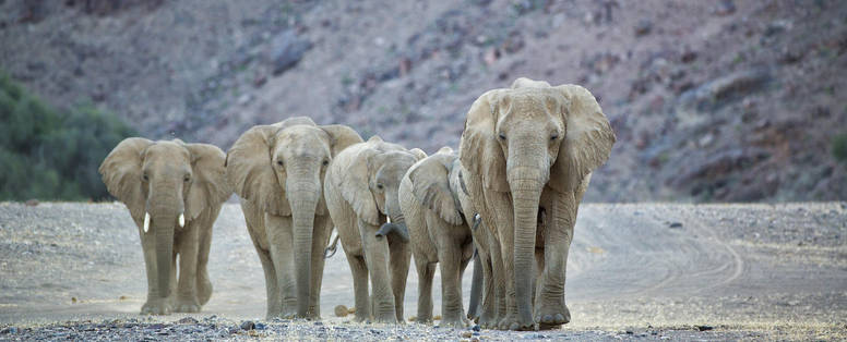 Hoanib Valley Camp wildlife 2