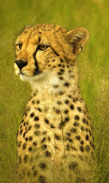 wild bij Somalisa camp in Zimbabwe