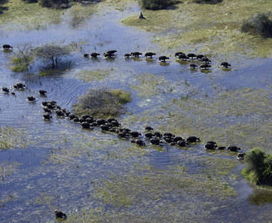 Botswana | Okavango Delta | Bovenaf