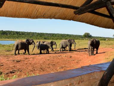 Ivory Lodge wildlife 3