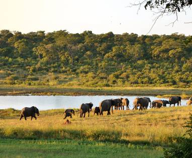 Ivory Lodge wildlife 2