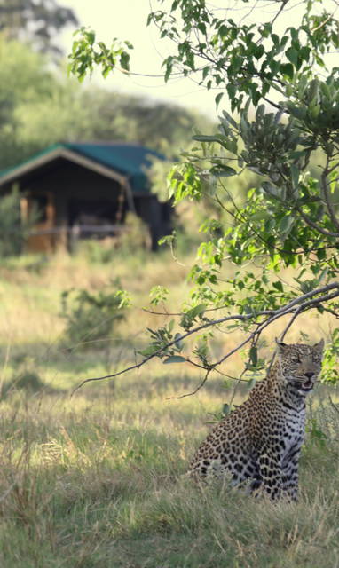 Tenten omringt door het wild bij Sango Safari Camp in Botswana