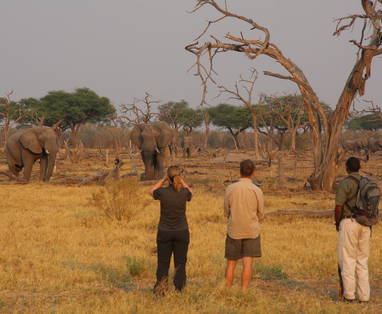 Oog in oog met het wild tijdens een wandelsafari van Sango Safari Camp in Botswana