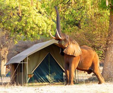 Camp_Mana_olifant